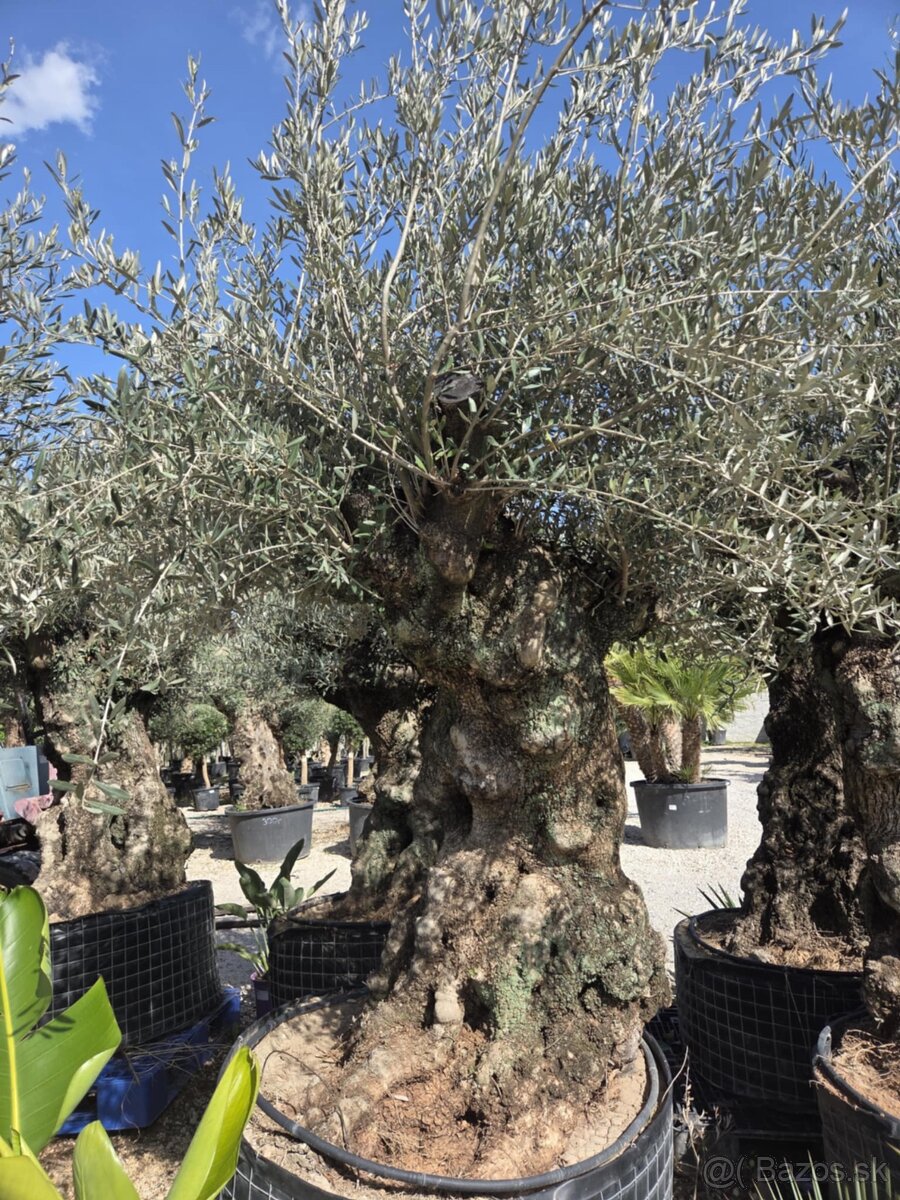 ‼️Akcia‼️ Olivovníky Bonsai - 10