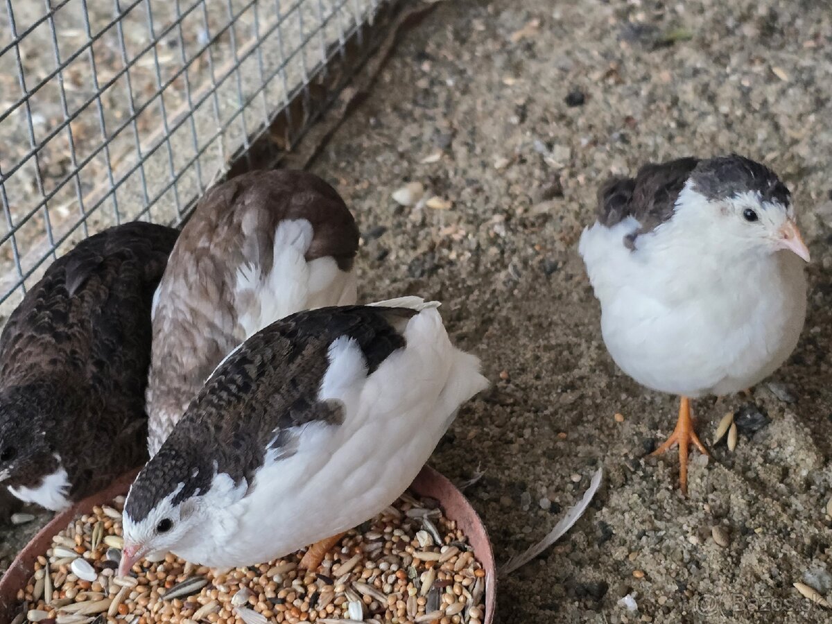 Čínska prepelica - 10