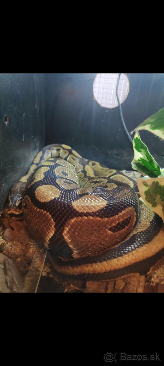 Python regius (Pytón Kráľovský) párik + tera - 10
