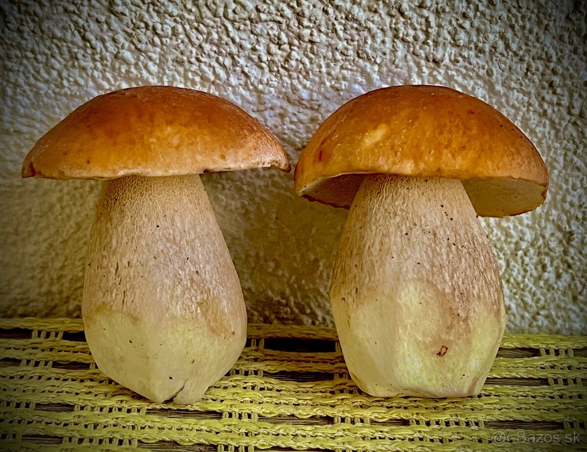 Sušené hríby ( dubáky, modráky, suchohríby ) - 10