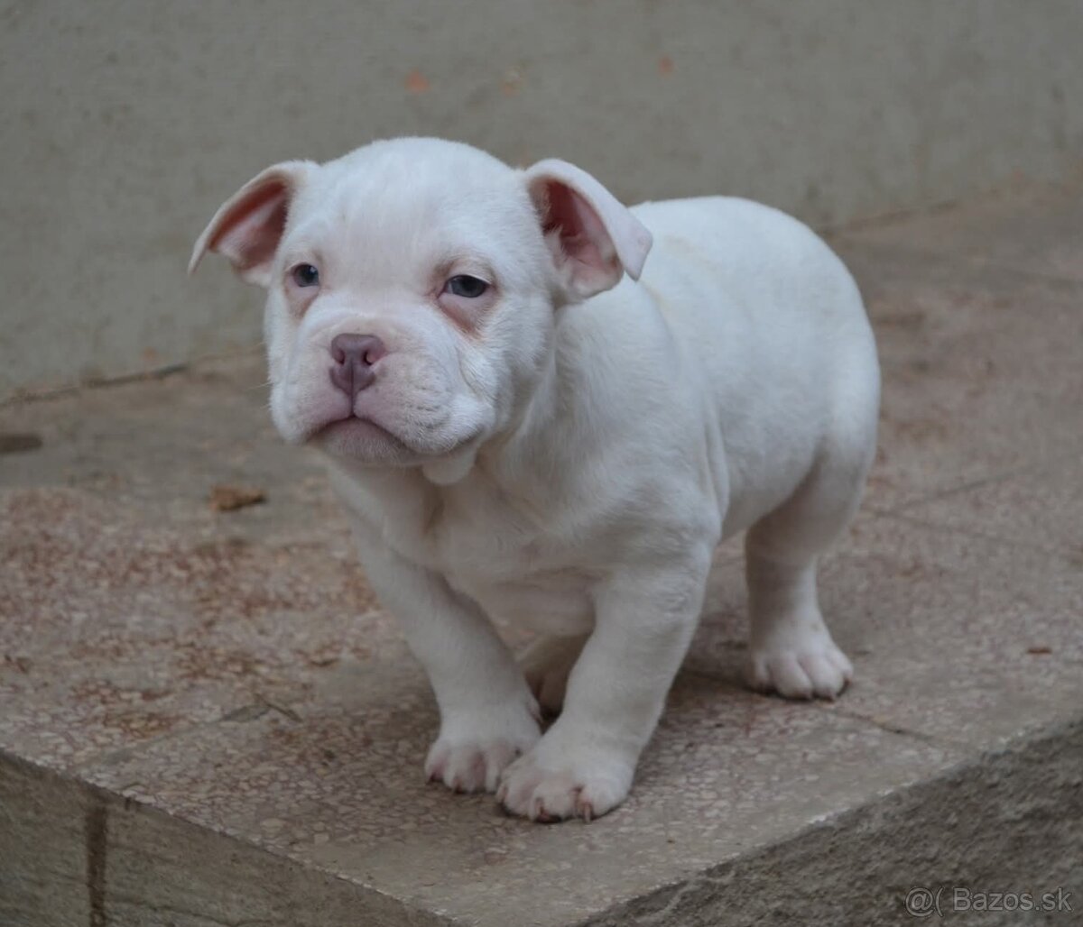 American bully pocket/ standatd - 10