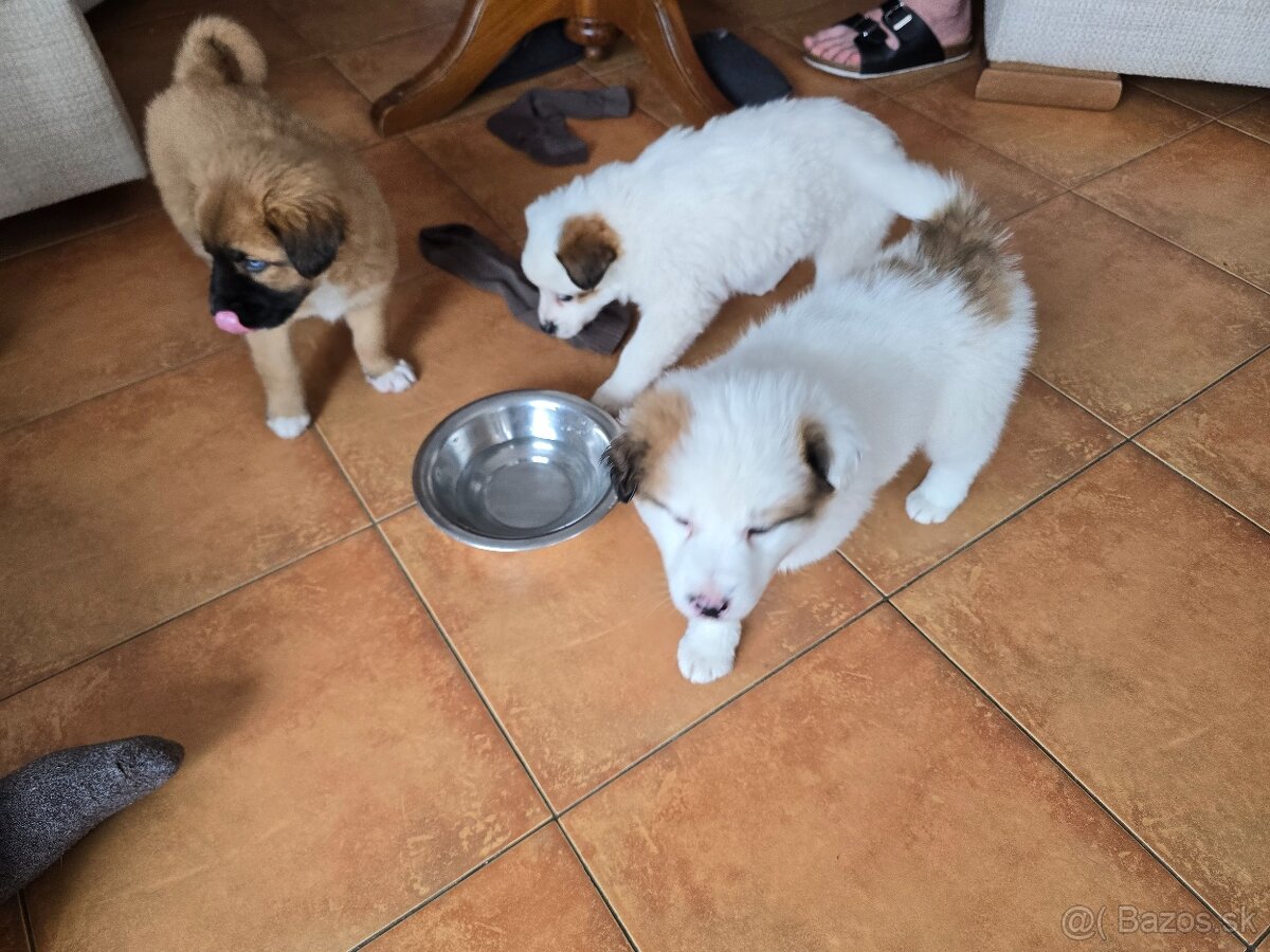 Krásne Šteniatko - 10