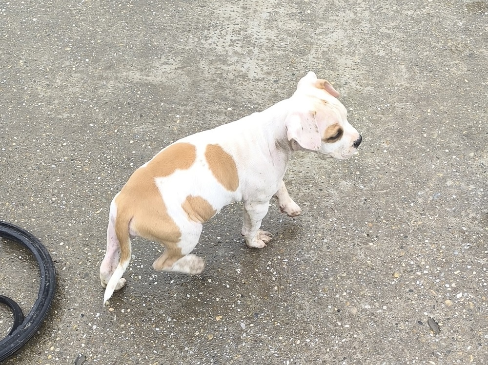 AMERICKÝ STAFORDŠÍRSKY TERIÉR s PP - 10