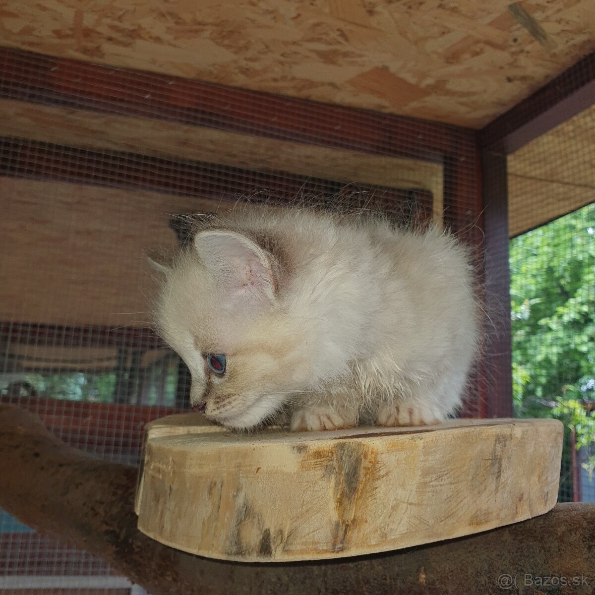 Ponukam maciatka ragdoll - 10