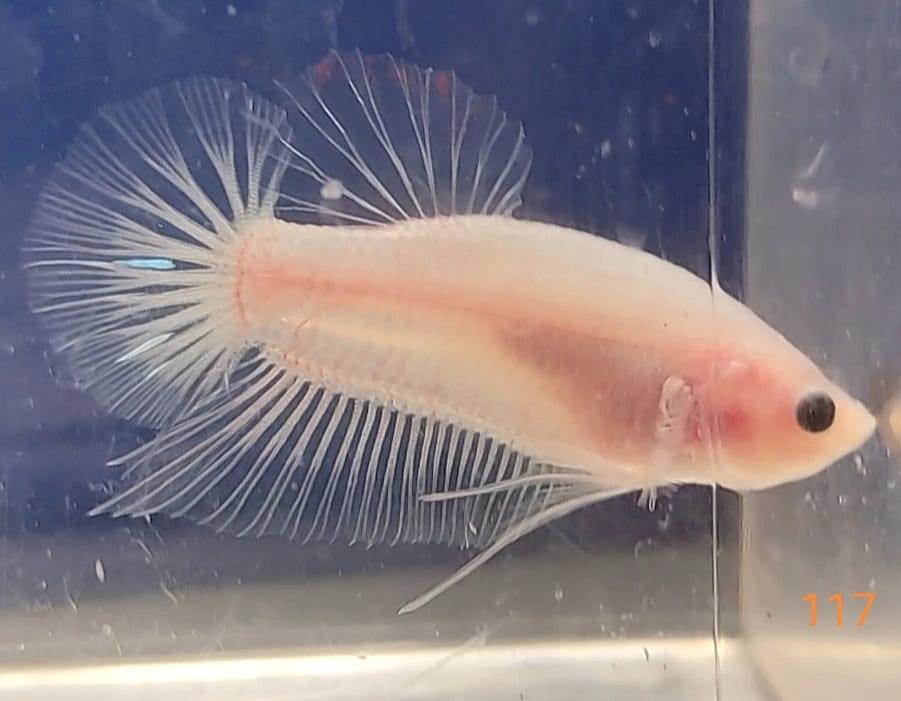 Bojovnice celofan samec shorttail - 10