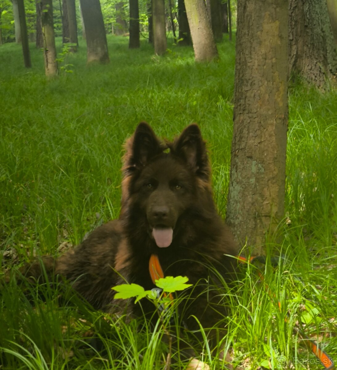 Nemecký ovčiak bez PP šteniatka - 10