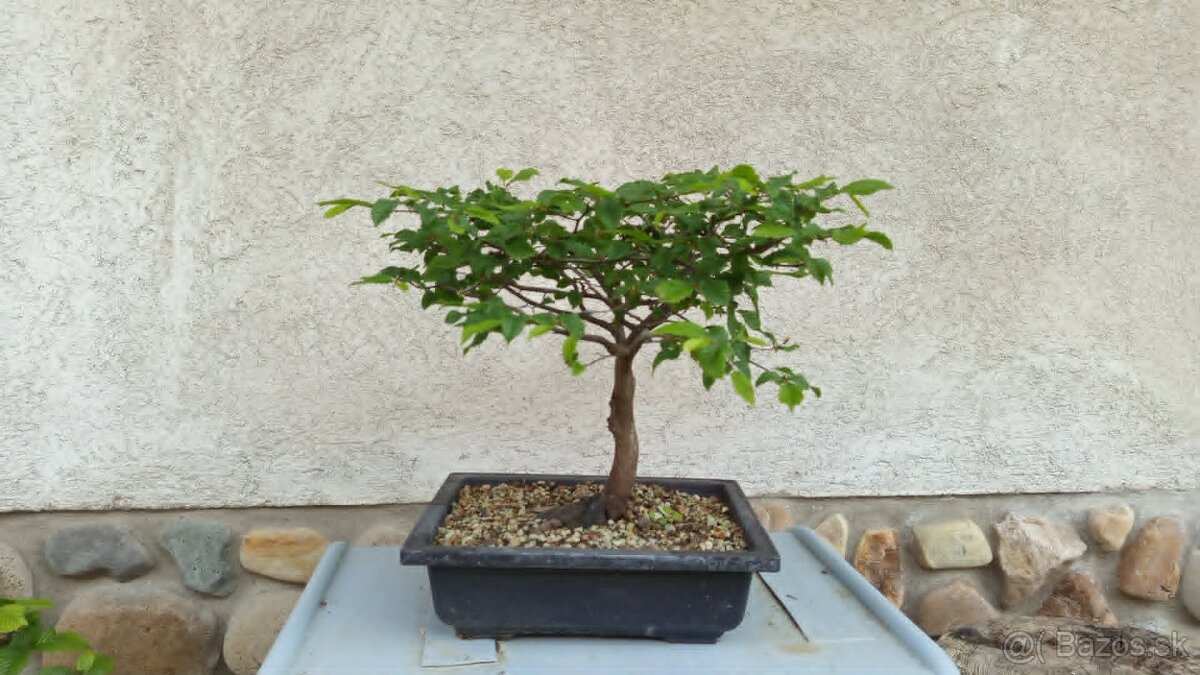 bonsai,bonsaj-hrab 34 - 10