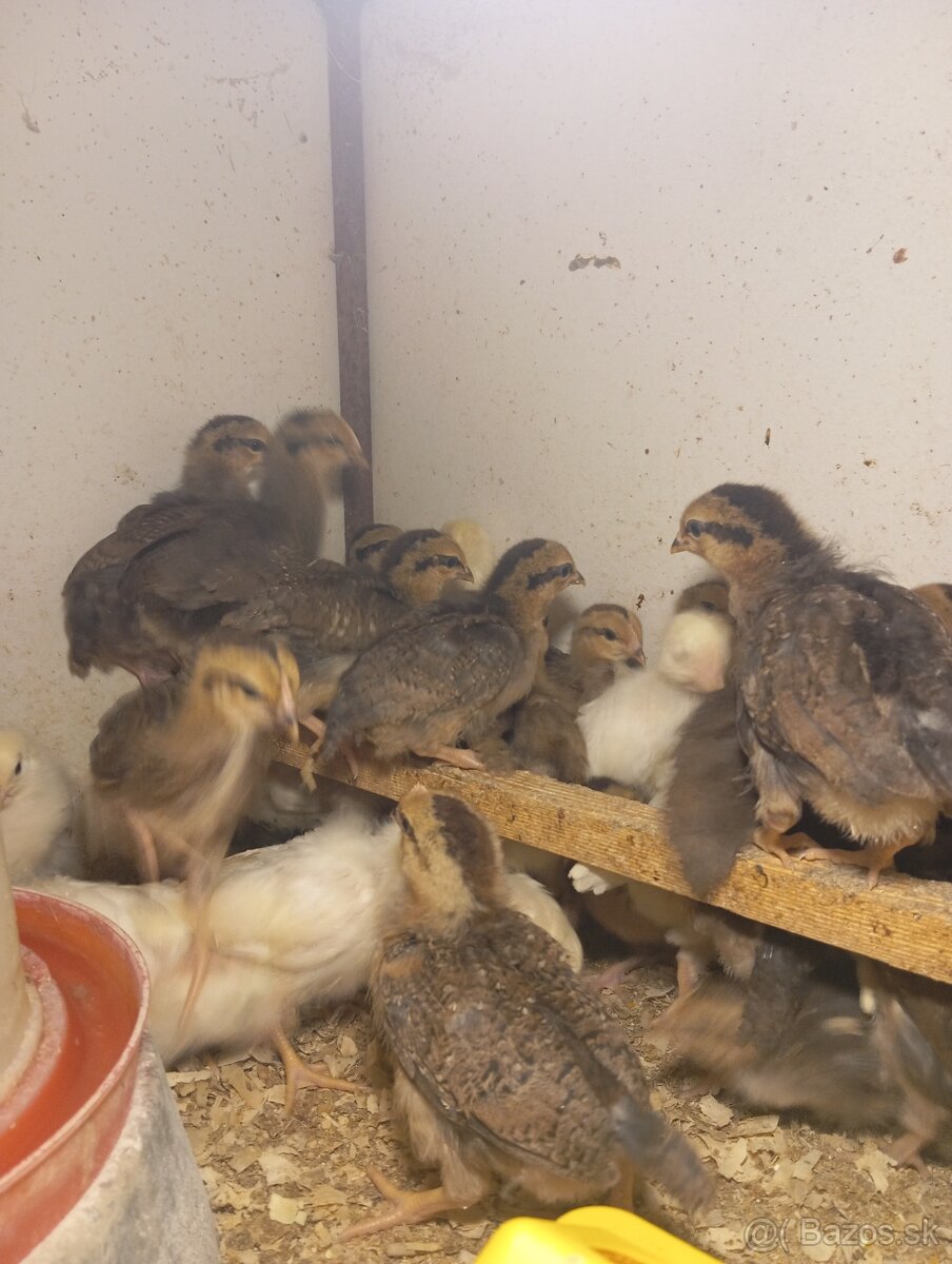 Leghorn, Vlaška jarabičia - 10