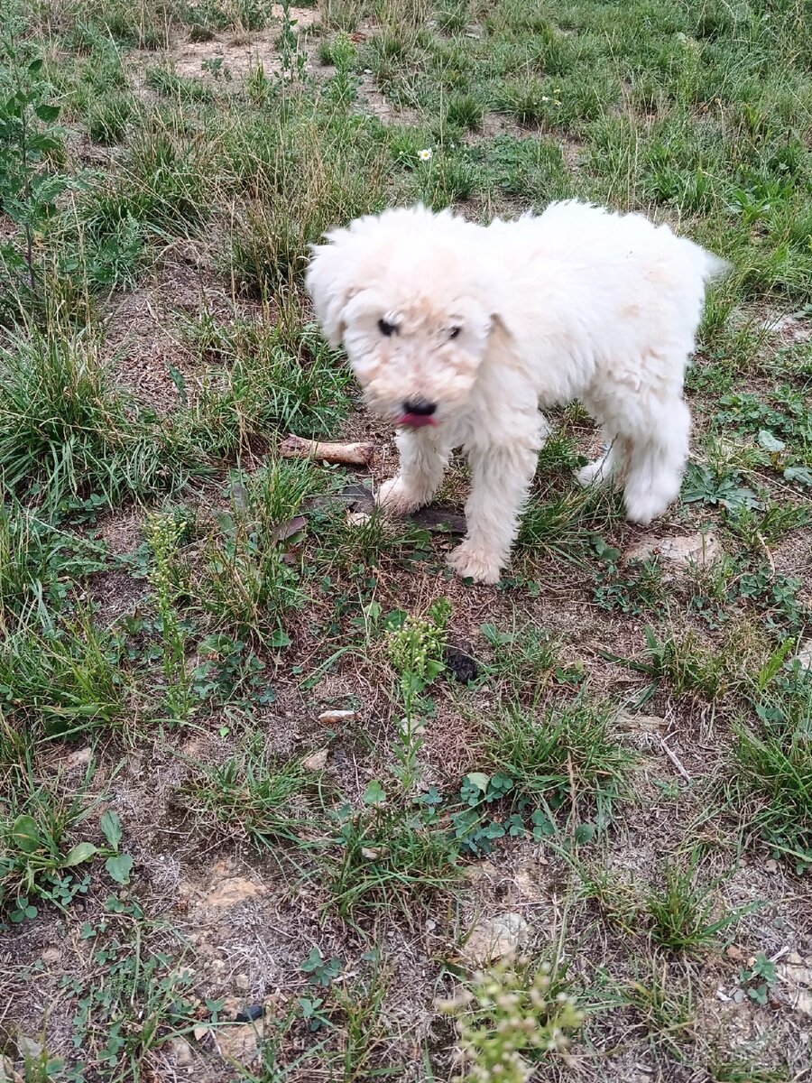 KOMONDOR ŠTENIATKA - 10