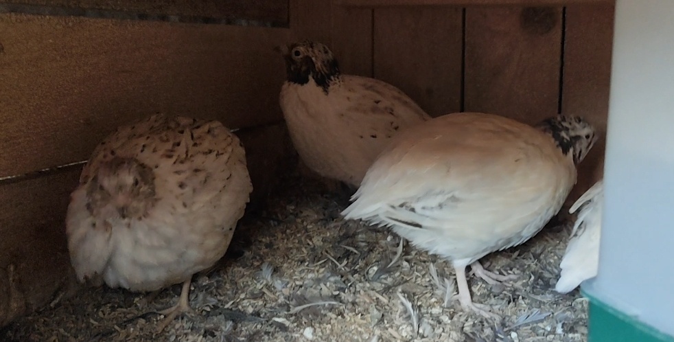 Kohuti prepelica japonska - 10