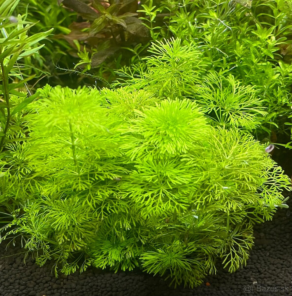 krevetky + rastlinky - 10