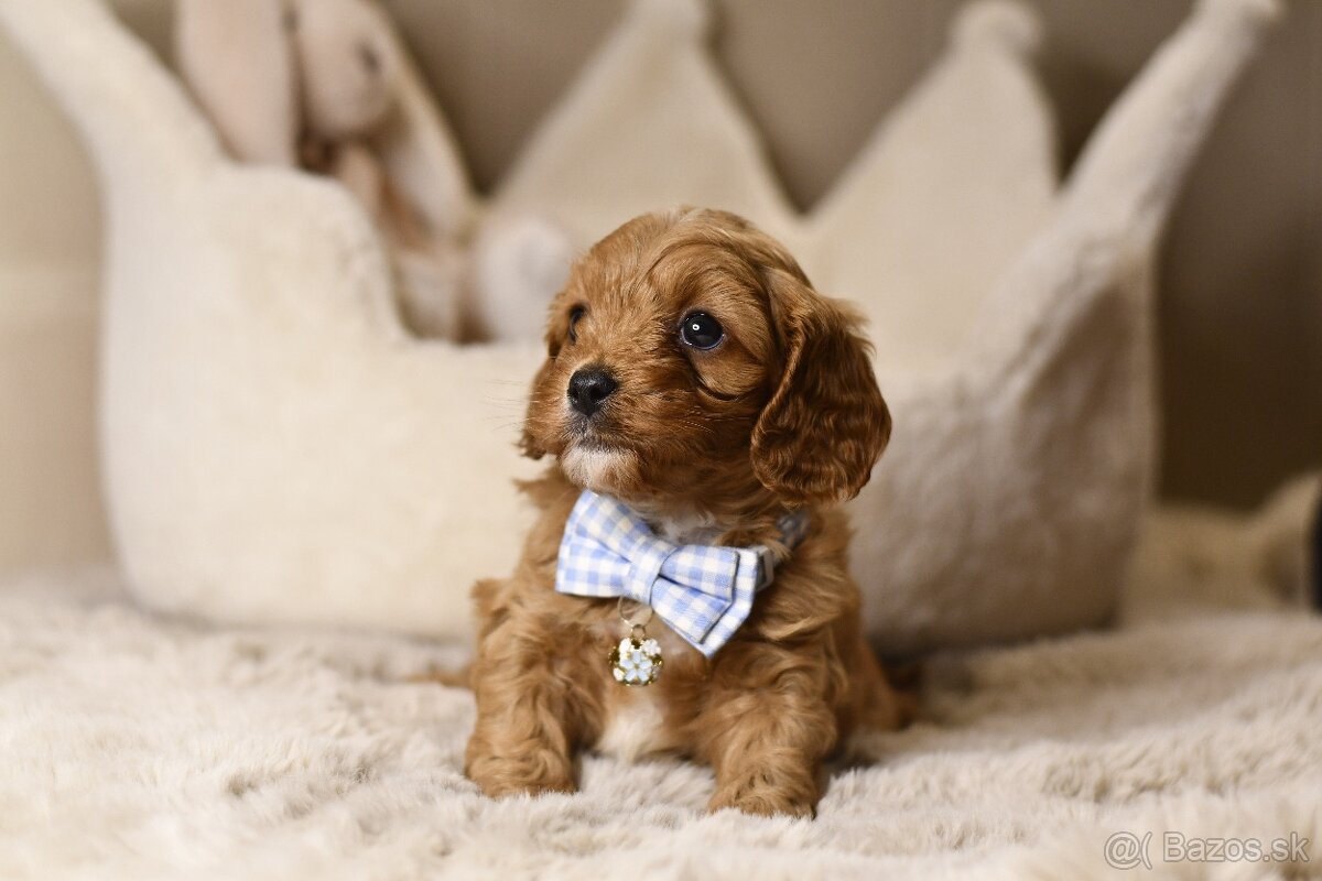 Cavapoo F1 psík hľadá milujúci domov - 10