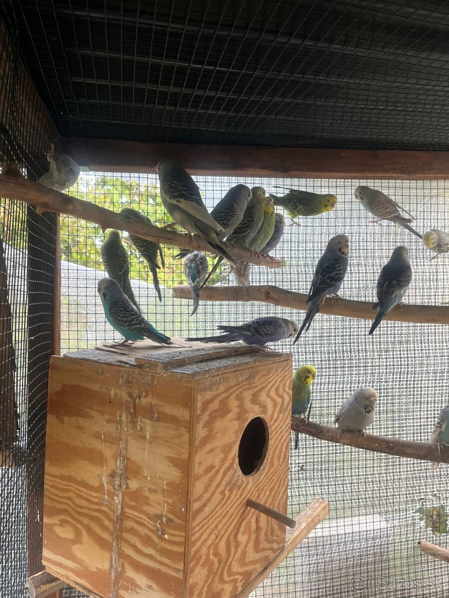 Andulky z volieri - 10