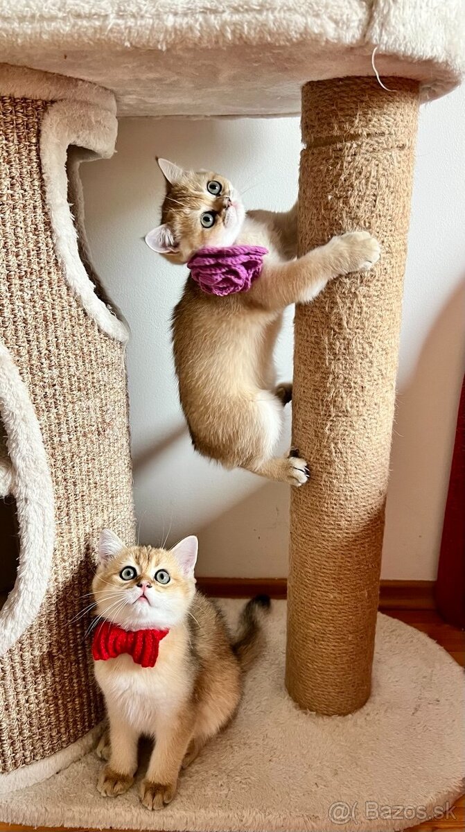 Scottish Straight v zlatej farbe - 10