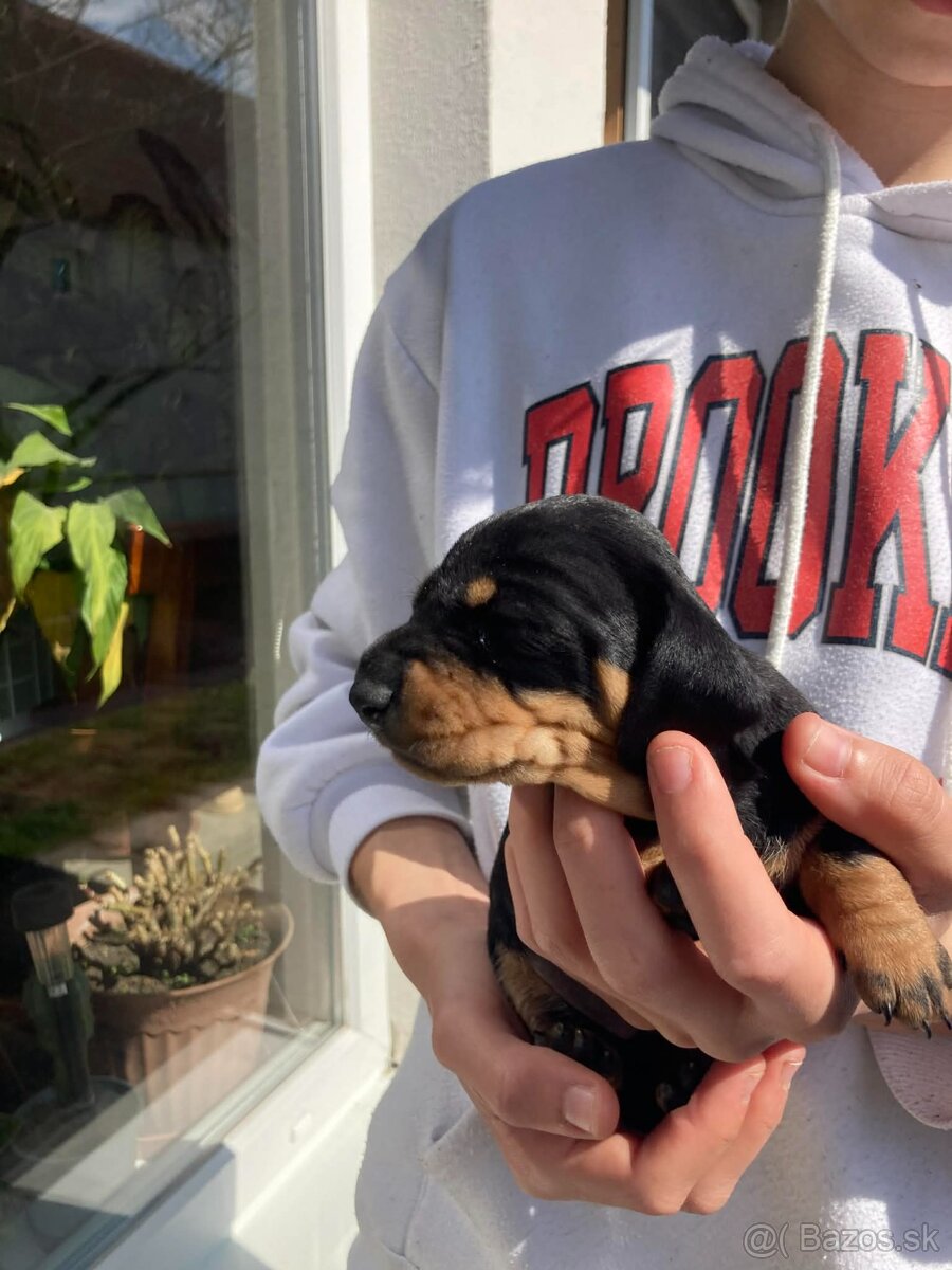 Jazveciky na predaj - 10