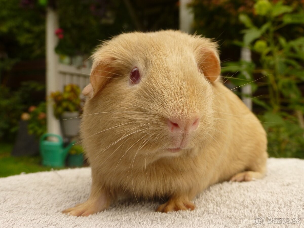 Morčiatka s rodokmeňom - 10