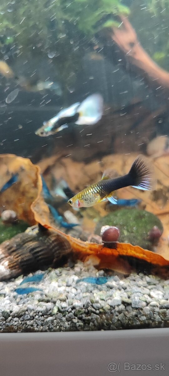 Slimák Brotia herculea +Gupky - 10