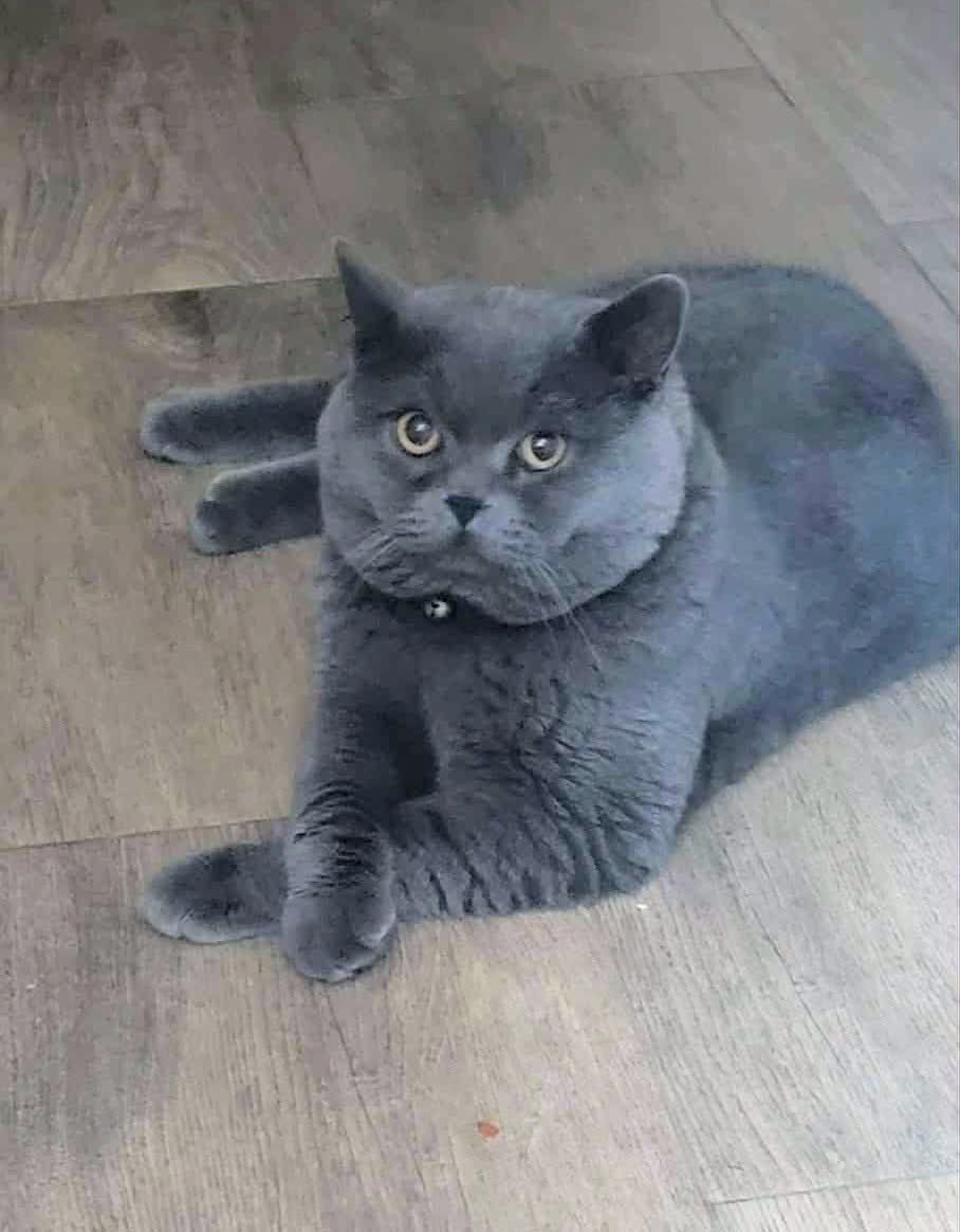 Britske maciatka - 10