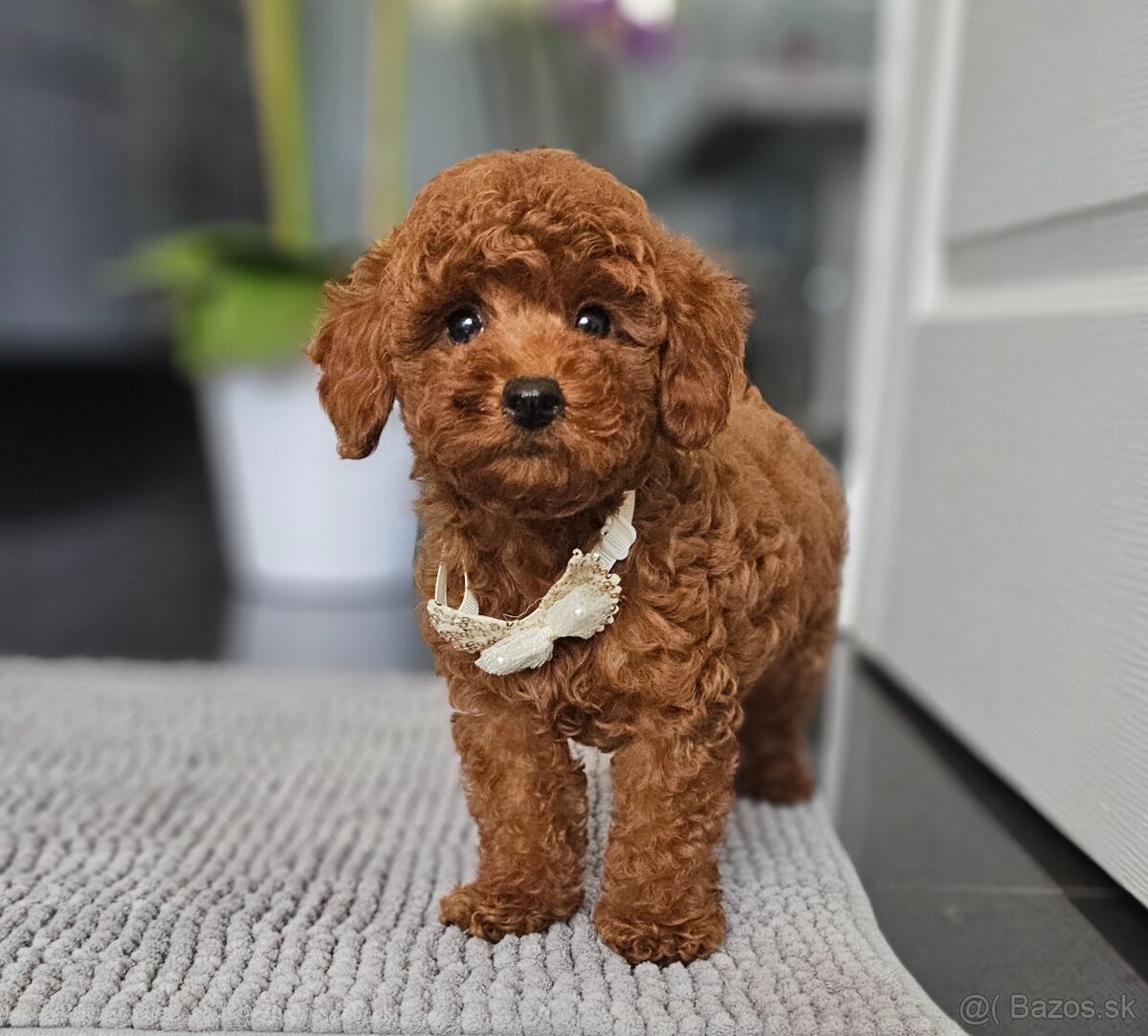 Trpasličí pudl, pudel, Miniature Poodle - 10