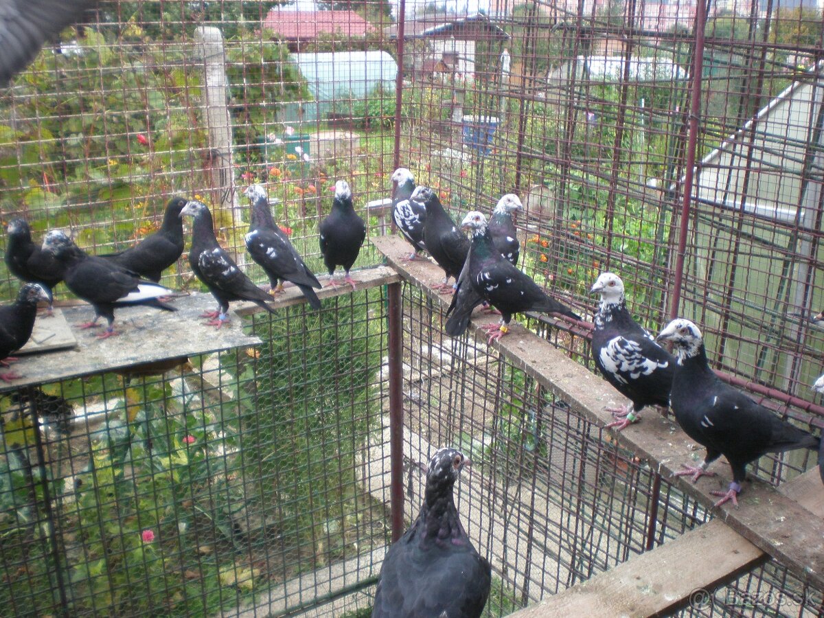 Predám poštové holuby - 10