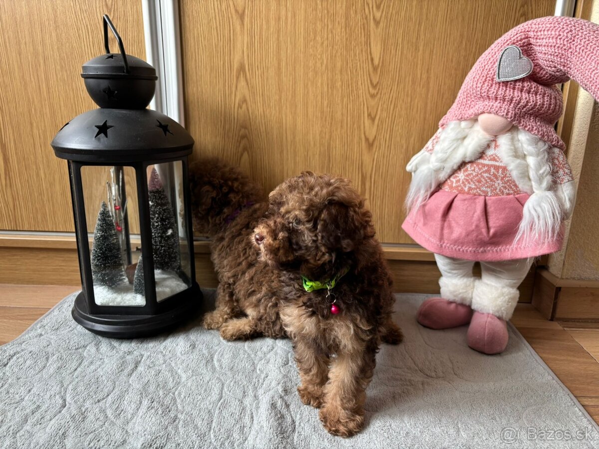 Pudel pudlik toy - 10