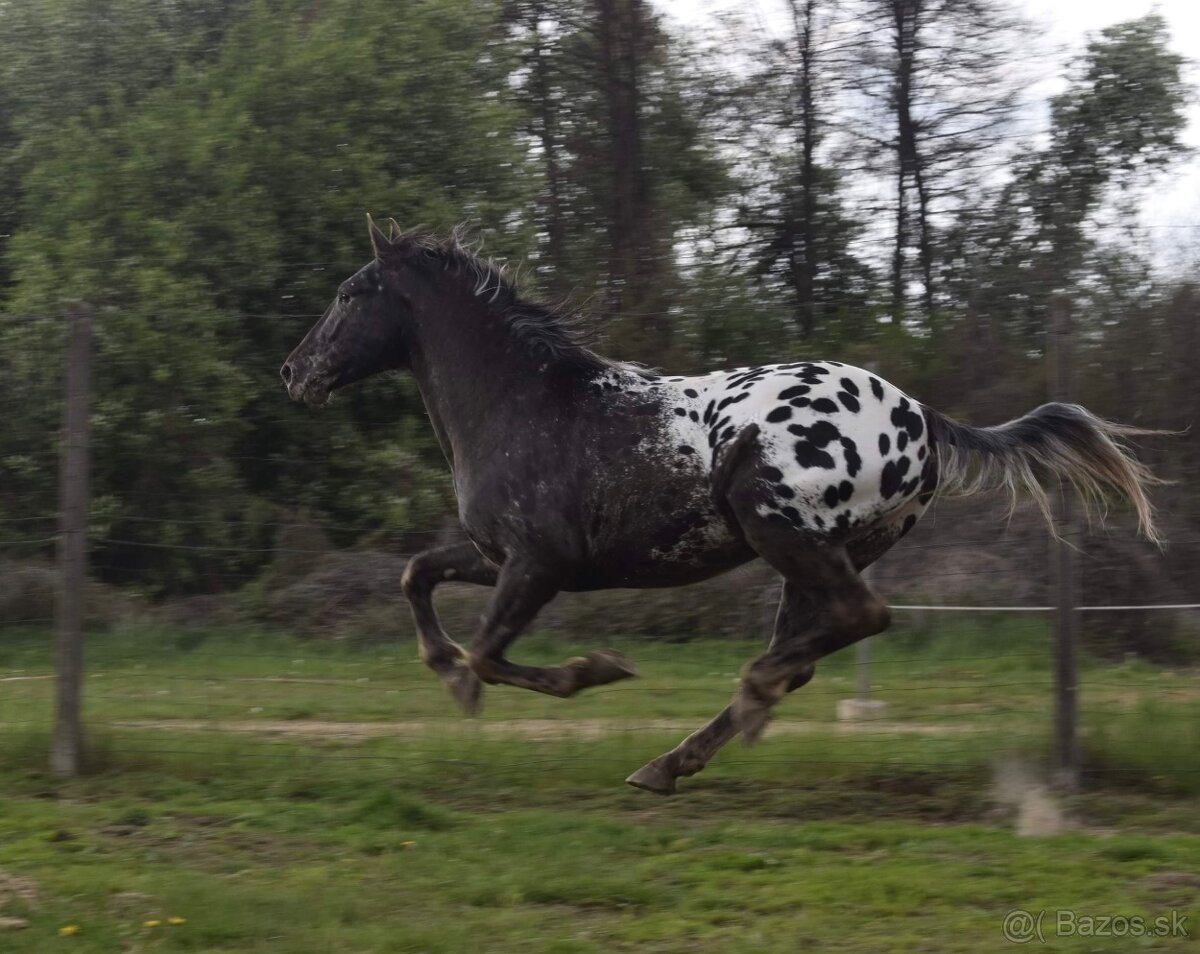 Appaloosa s pp - 10