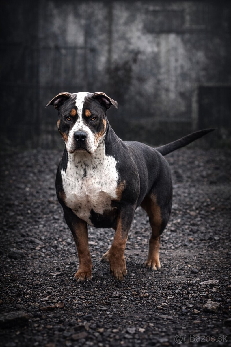 AMERICAN BULLY XL🩵💜 - 10