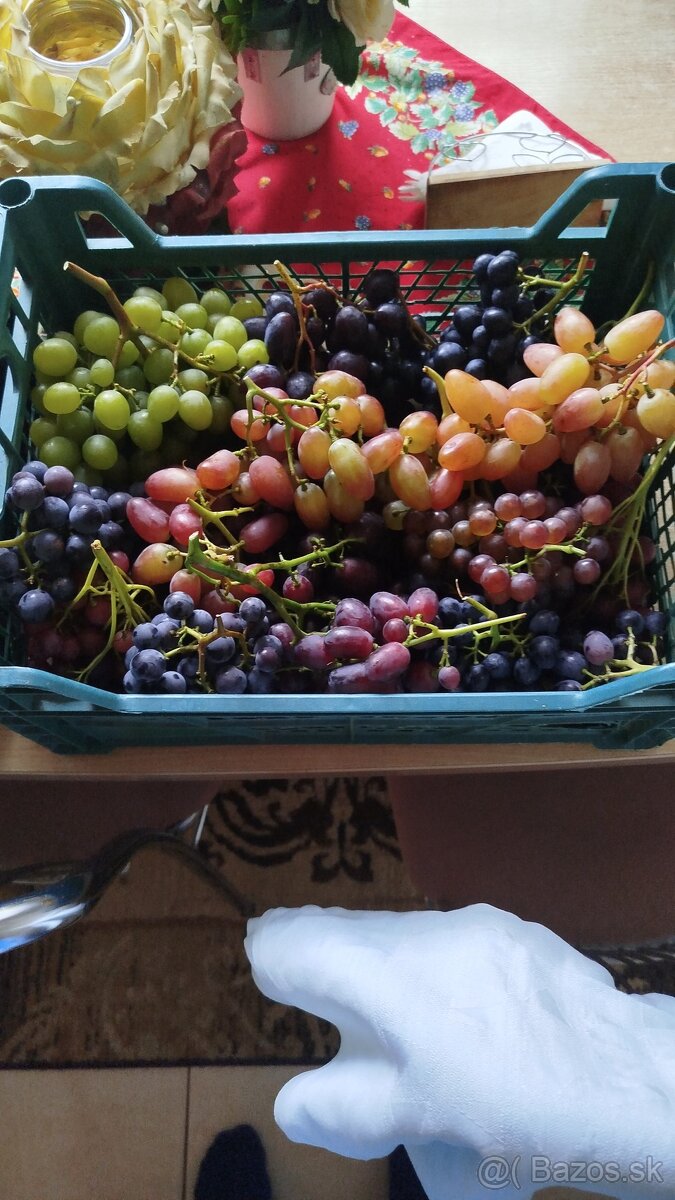 Predám odrezky viniča - 10