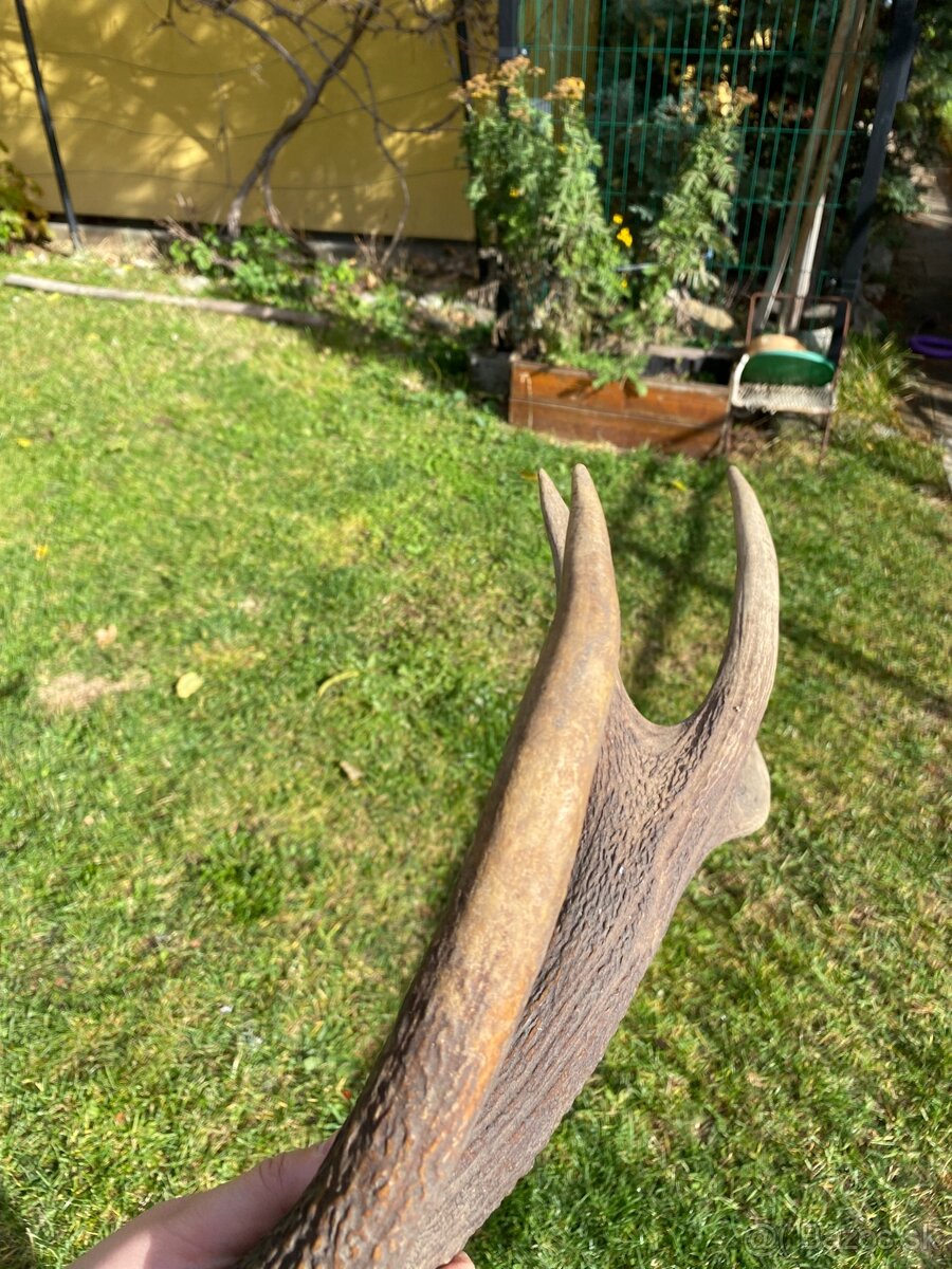 Jelenie zhody / parohy 74cm - 10