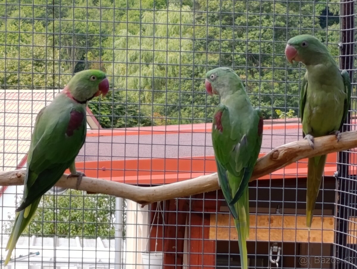 Alexander velký - 10