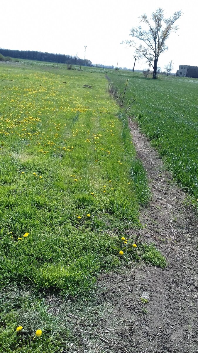 stavebny pozemok , zahrada - 10