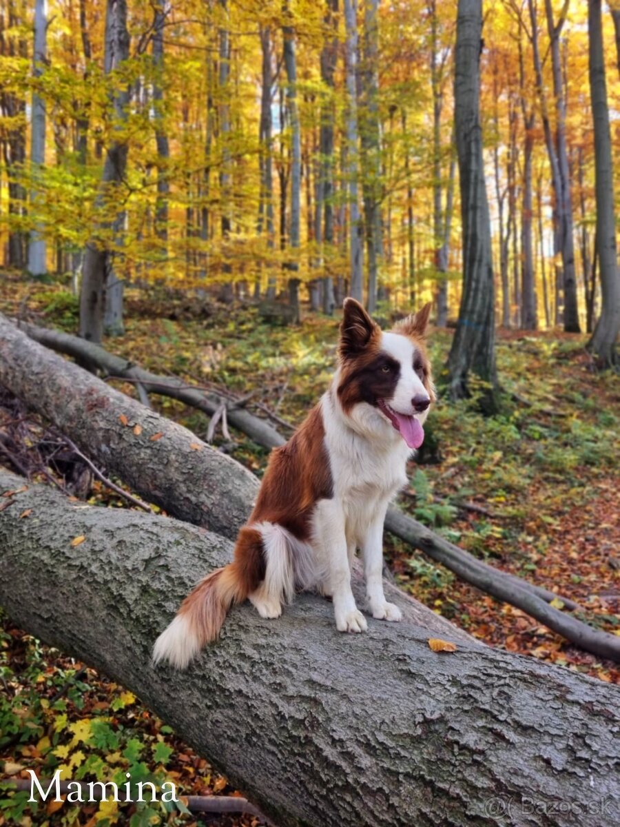 Border kolia - šteniatka na predaj - 10
