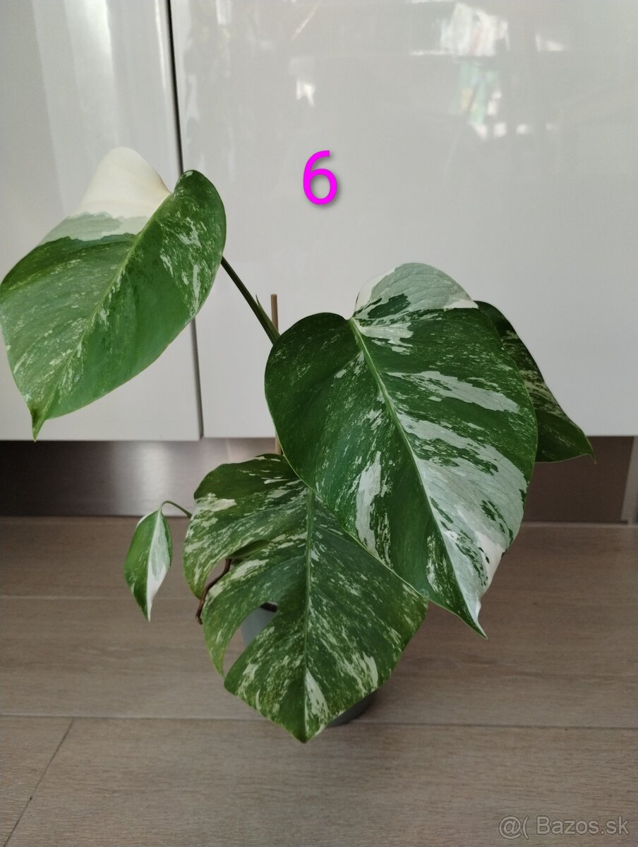 Monstera albo variegata - 10