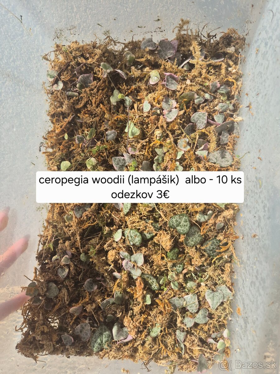 Predám izbové rastliny 2 - 10