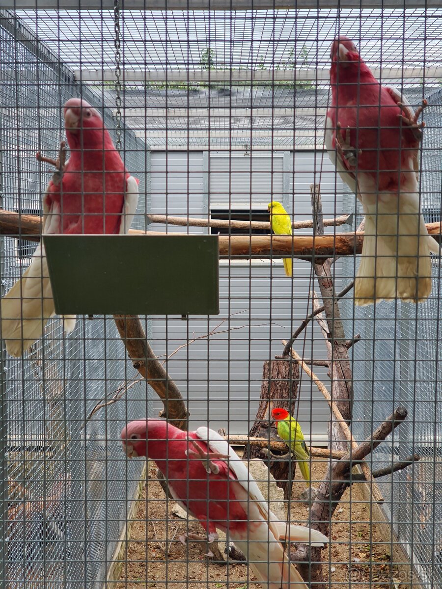 Inka,ruzovy lutino, horsky - 10