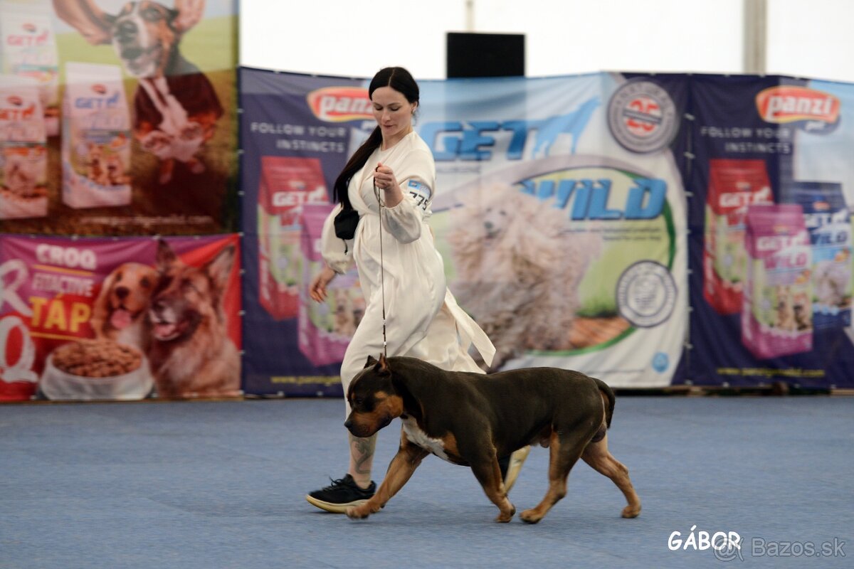American Bully XL - Exkluzívne spojenie šampiónov - 10