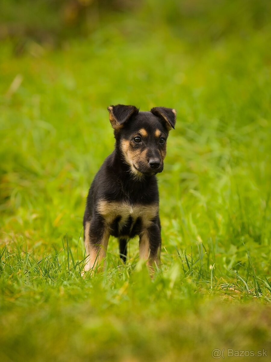 Darujem originálne šteniatka - mix husky / vlčiak / jazvečík - 10