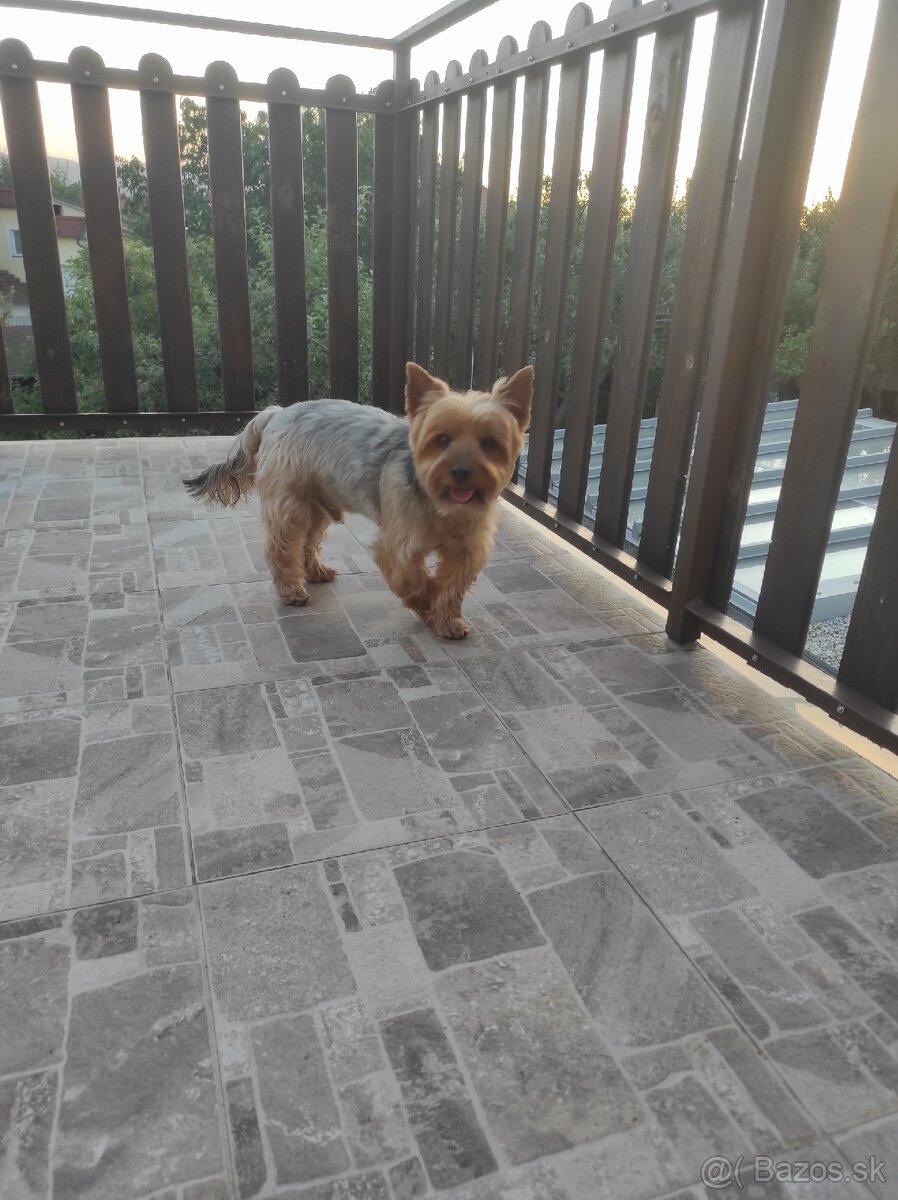 Stráženie psov - 10