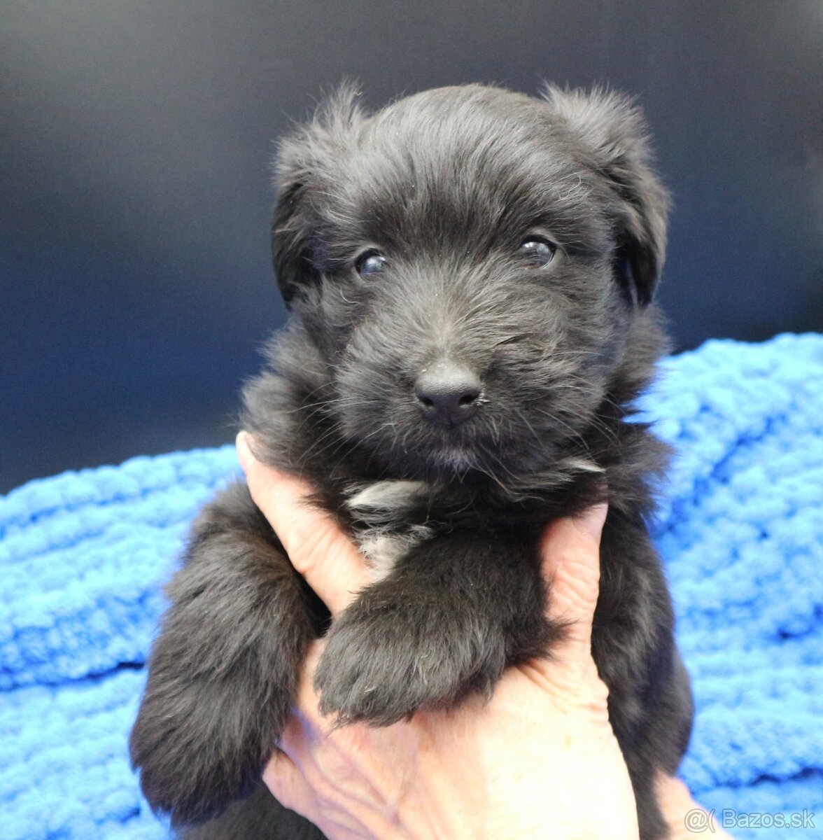 Pyrenejský ovčák - štěňátka s PP - 10