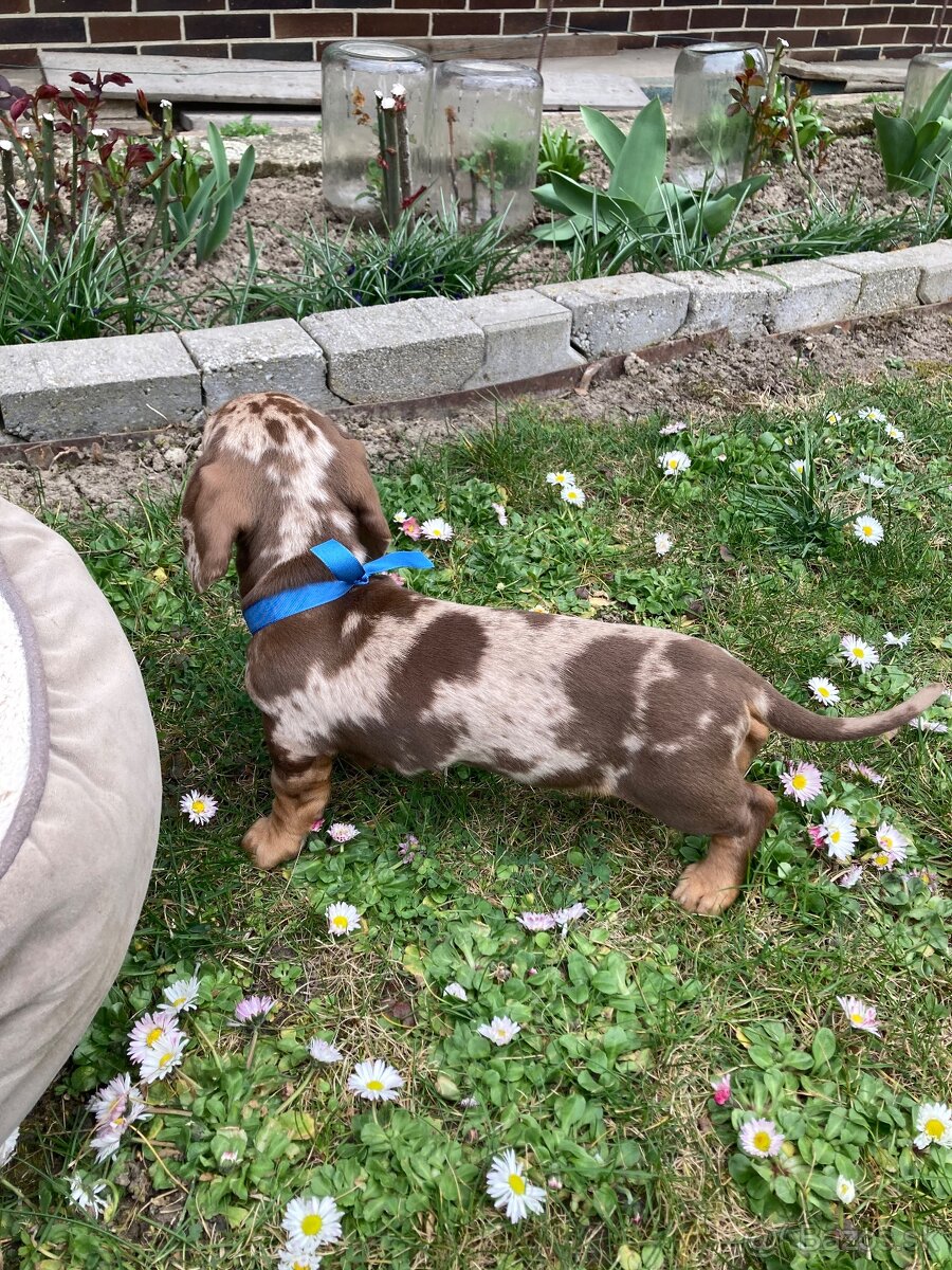 Jazvečík trpasličí krátkosrstý - 10