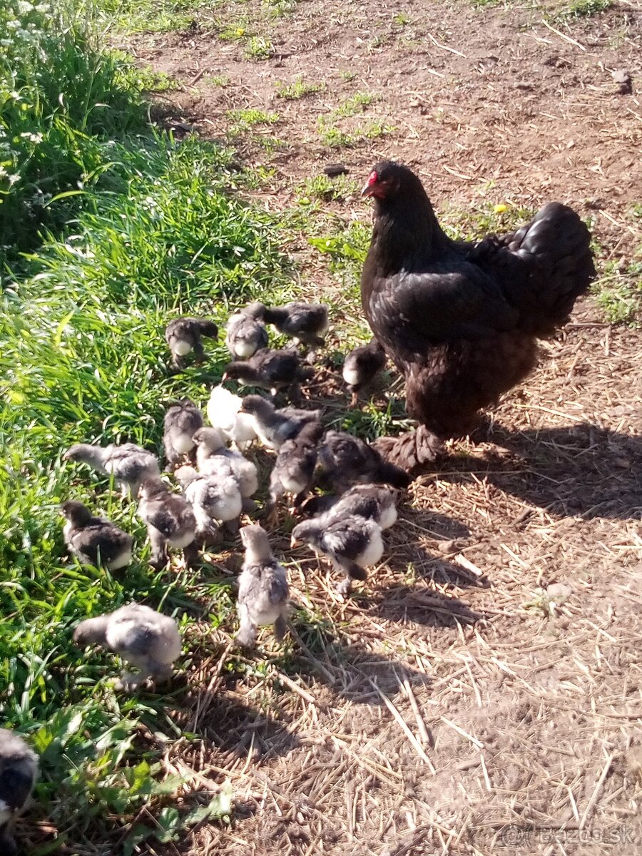 NV Brahmanky modré čierne - 10