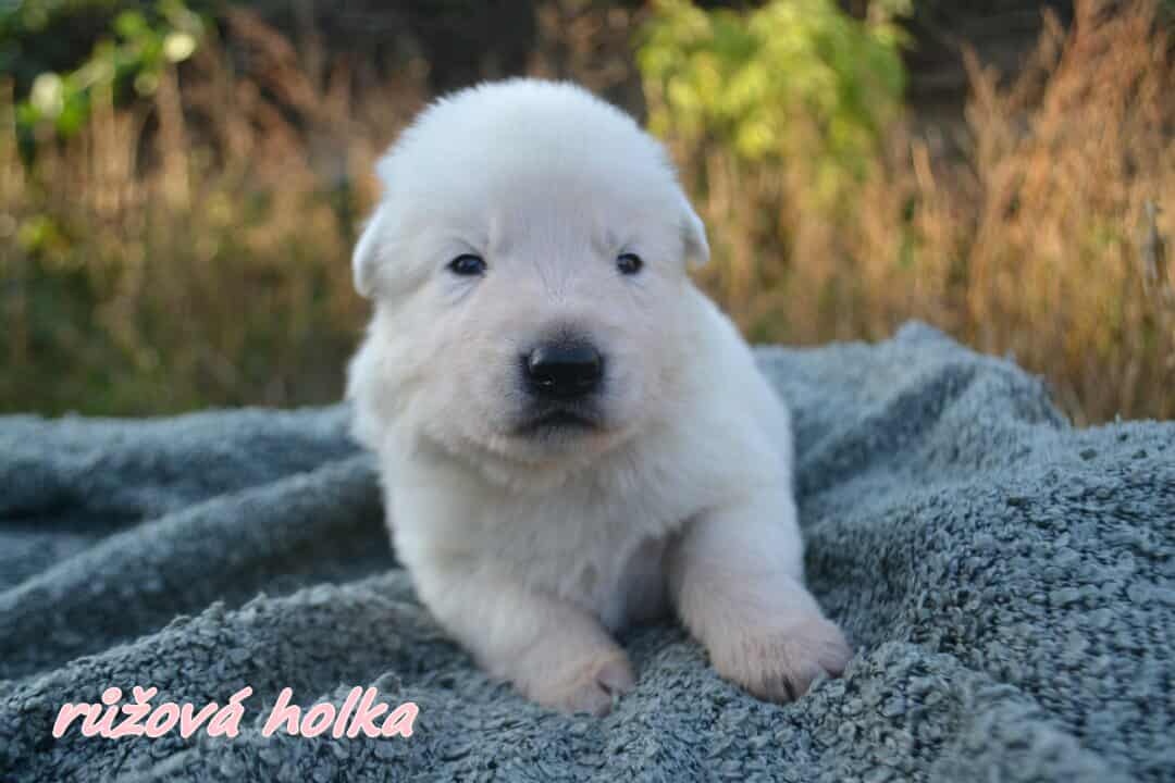 Biely švajčiarsky ovčiak , s PP - 10