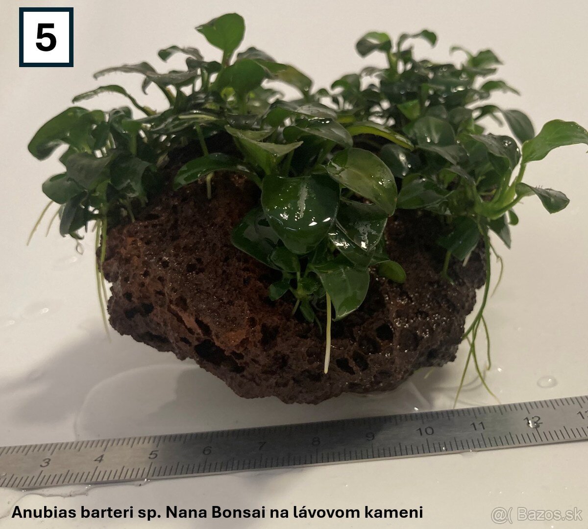 Akváriové rastliny na dekoráciach - 10