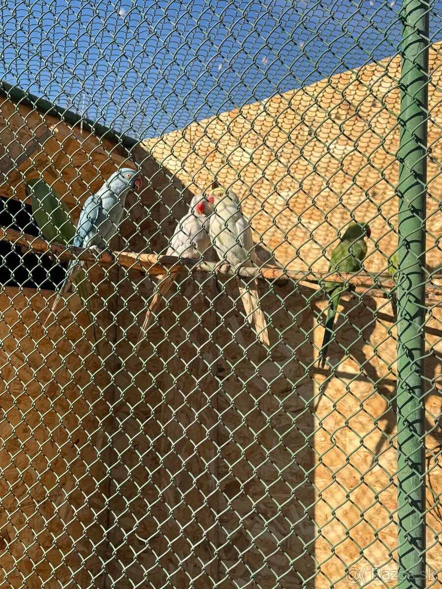 Alexandre malé , Papagáj spevavy - 10