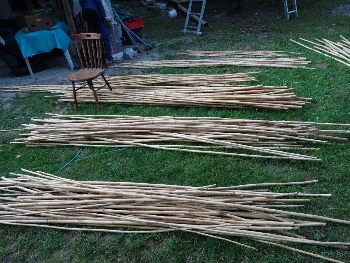 Predám stovky bambusov za symbolickú cenu rôznych dľžok - 10