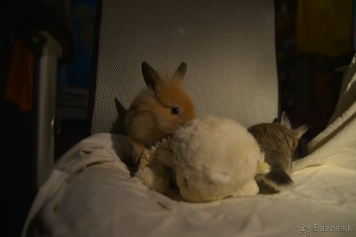 Predám zakrsleho kralička - 10