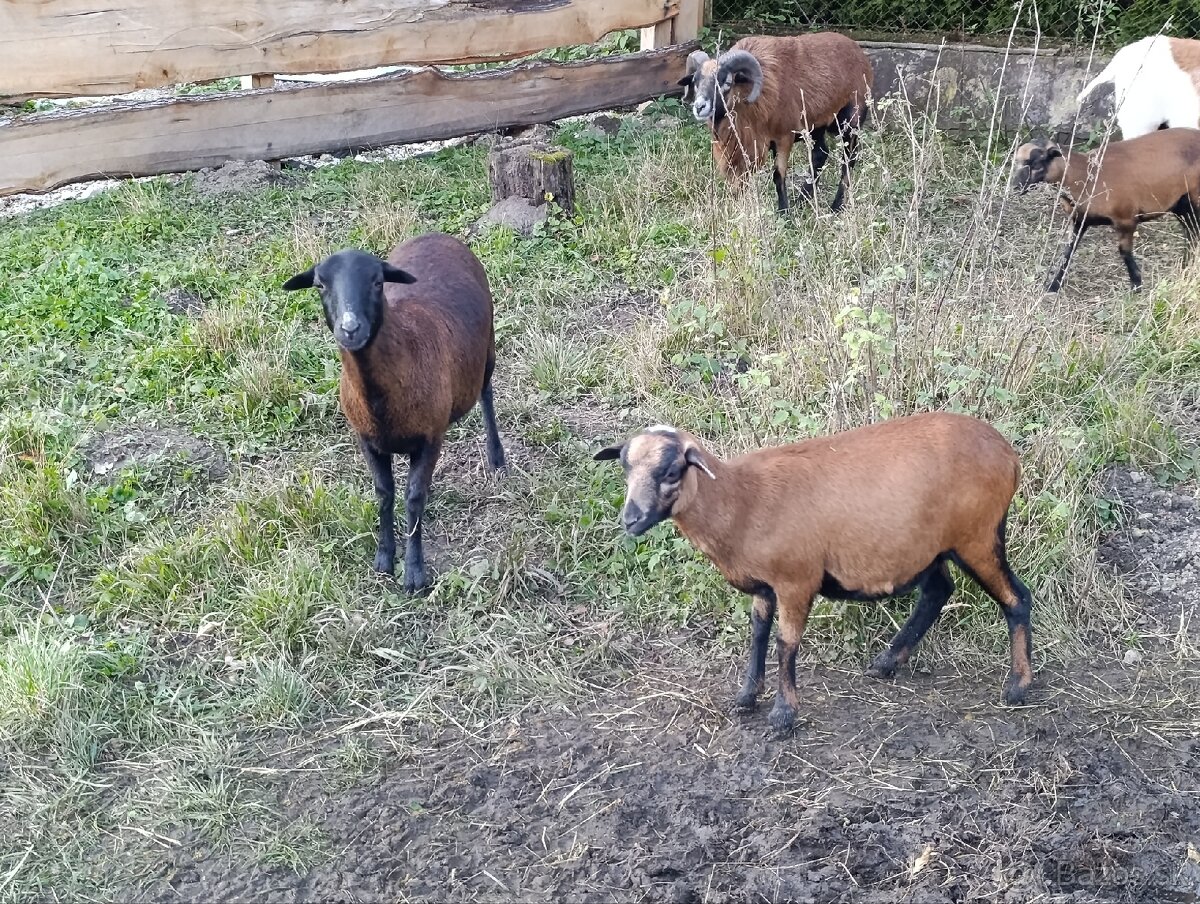 Kamerunské ovce - 10