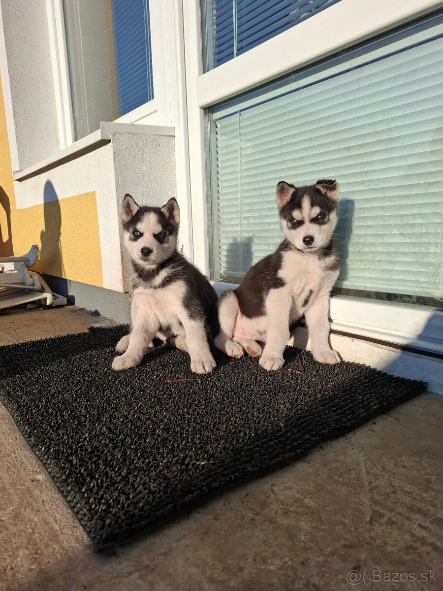 Sibírsky Husky - 10