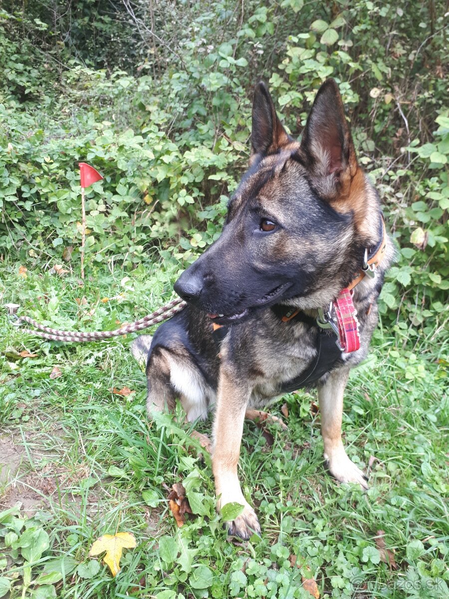 šteniatka kríženec nemecko-belgický ovčiak (cross) - 10