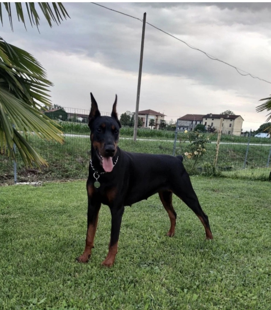 DOBERMAN ŠTENIATKA S FCI P.P. - 10